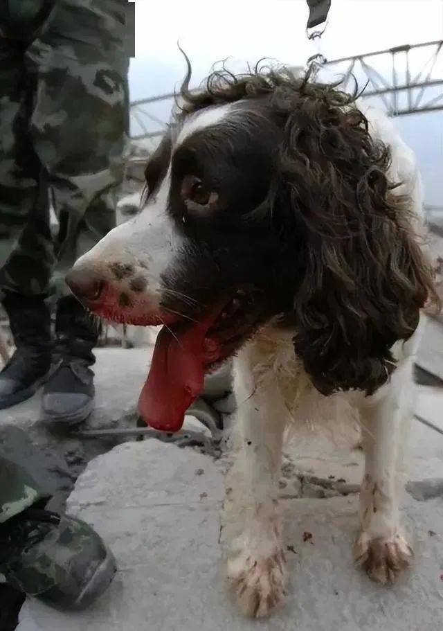 汶川地震67只搜救犬已全部离世