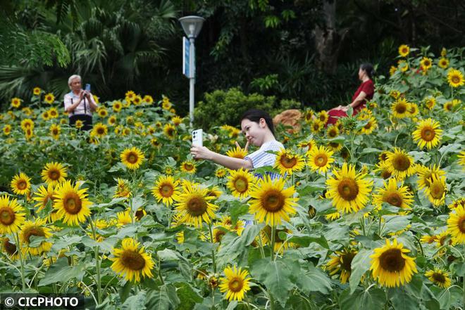 人类的本质是向日葵：为什么我们总是追逐光明与希望？