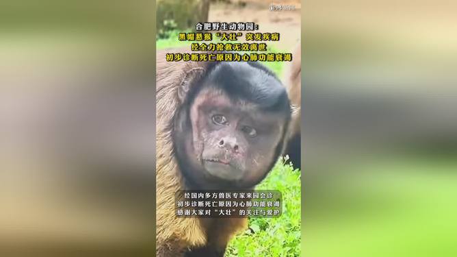 网红方脸猴“大壮”突发疾病离世