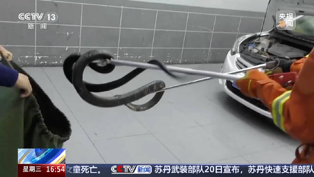 车辆异响发现2米长眼镜王蛇
