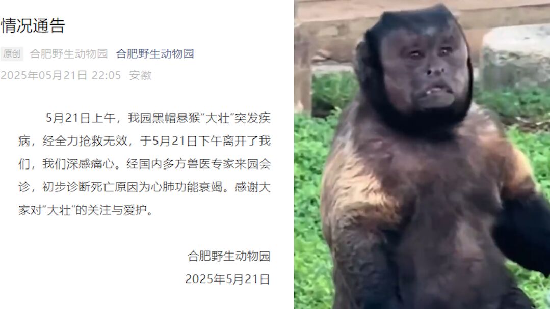 国字脸猴子去世 曾因方脸丑出圈