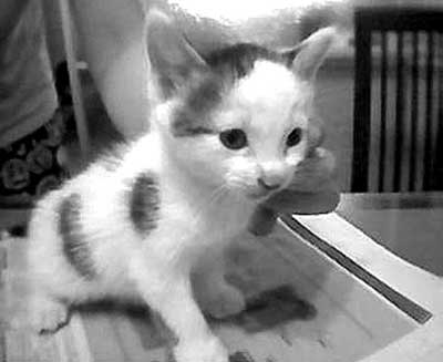南大校猫被打碎头骨