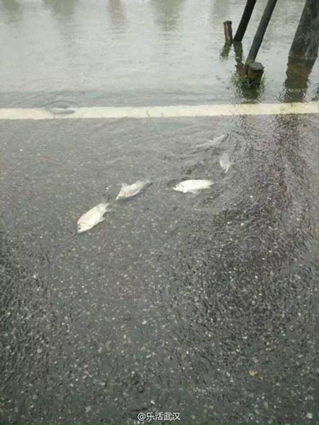震惊！武汉连发7条暴雨预警，市民该如何应对？