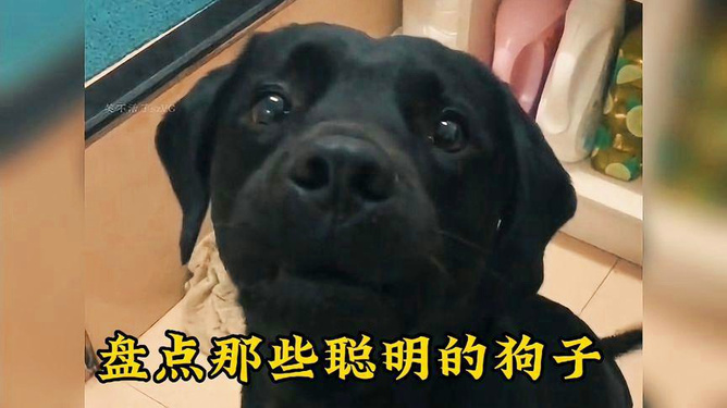 "起猛了看到小狗的朋友圈了"：揭秘宠物社交背后的惊人真相！
